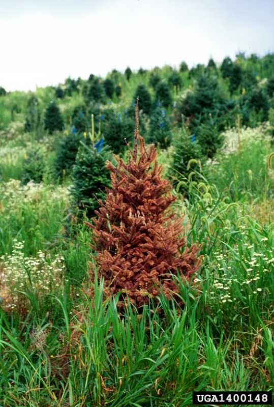 Phytophthora Root Rot of Conifers